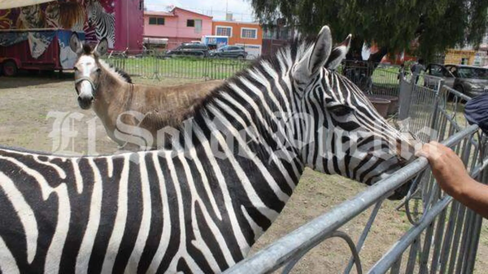 CIRCO CON ANIMALES 3 - Julio Cesar Martinez